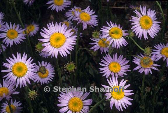 erigeron glacialis var glacialis 11 graphic